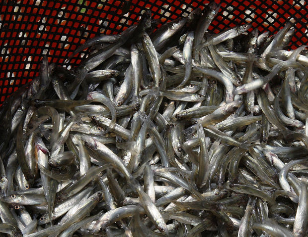 Sauger 2 6.5.14.jpg